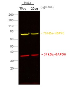 Invitrogen&trade;&nbsp;F(ab)-Goat anti-Rabbit IgG (H+L) Superclonal&trade; Secondary Antibody, Alexa Fluor&trade; Plus 555