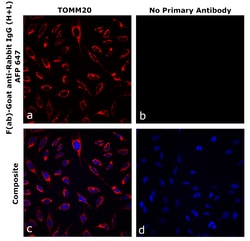 Invitrogen&trade;&nbsp;F(ab)-Goat anti-Rabbit IgG (H+L) Superclonal&trade; Secondary Antibody, Alexa Fluor&trade; Plus 647