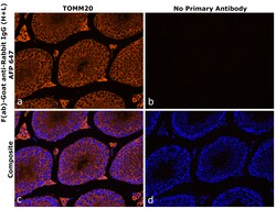 Invitrogen F(ab)-Goat anti-Rabbit IgG (H+L) Superclonal Secondary Antibody, Alexa Fluor Plus 647 250 &mu;L | Buy Online | Invitrogen&trade; | Fisher Scientific