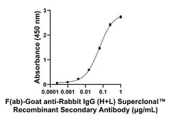Invitrogen F(ab)-Goat anti-Rabbit IgG (H+L) Superclonal Secondary Antibody 250 &mu;L | Buy Online | Invitrogen&trade; | Fisher Scientific