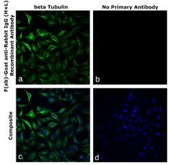 Invitrogen&trade;&nbsp;F(ab)-Goat anti-Rabbit IgG (H+L) Superclonal&trade; Secondary Antibody