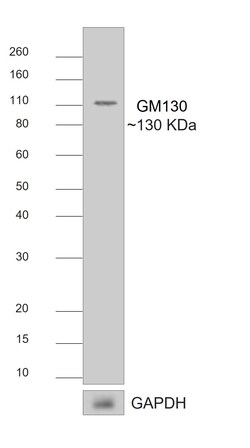 Invitrogen F(ab)-Goat anti-Rabbit IgG (H+L) Superclonal Secondary Antibody 250 &mu;L | Buy Online | Invitrogen&trade; | Fisher Scientific