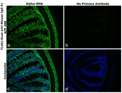 Invitrogen F(ab)-Goat anti-Mouse IgG Fc Superclonal Secondary Antibody, Alexa Fluor Plus 488 250 &mu;L | Buy Online | Invitrogen&trade; | Fisher Scientific
