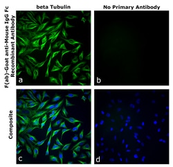 Invitrogen&trade;&nbsp;F(ab)-Goat anti-Mouse IgG Fc Superclonal&trade; Secondary Antibody