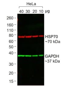 Invitrogen&trade;&nbsp;F(ab)-Goat anti-Mouse IgG (H+L) Superclonal&trade; Secondary Antibody, Alexa Fluor&trade; Plus 488