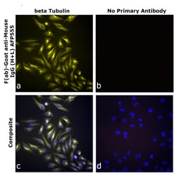 Invitrogen&trade;&nbsp;F(ab)-Goat anti-Mouse IgG (H+L) Superclonal&trade; Secondary Antibody, Alexa Fluor&trade; Plus 555