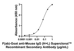 Invitrogen F(ab)-Goat anti-Mouse IgG (H+L) Superclonal Secondary Antibody 250 &mu;L | Buy Online | Invitrogen&trade; | Fisher Scientific