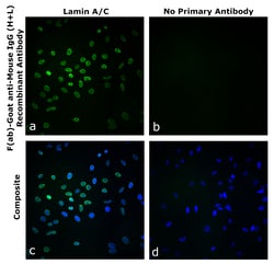 Invitrogen&trade;&nbsp;F(ab)-Goat anti-Mouse IgG (H+L) Superclonal&trade; Secondary Antibody