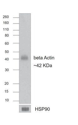 Invitrogen F(ab)-Goat anti-Mouse IgG (H+L) Superclonal Secondary Antibody 250 &mu;L | Buy Online | Invitrogen&trade; | Fisher Scientific