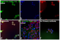Invitrogen Goat anti-Human IgM Cross-Adsorbed Secondary Antibody, DyLight 488 500 &mu;g | Buy Online | Invitrogen&trade; | Fisher Scientific