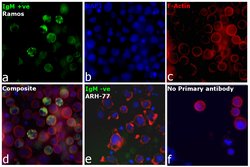 Invitrogen&trade;&nbsp;Goat anti-Human IgM Cross-Adsorbed Secondary Antibody, DyLight&trade; 488