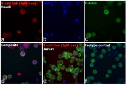 Invitrogen&trade;&nbsp;Goat anti-Human IgM Cross-Adsorbed Secondary Antibody, DyLight&trade; 550