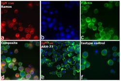Invitrogen Goat anti-Human IgM Cross-Adsorbed Secondary Antibody, DyLight 550 500 &mu;g | Buy Online | Invitrogen&trade; | Fisher Scientific