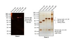 Invitrogen Goat anti-Human IgM Cross-Adsorbed Secondary Antibody, DyLight 550 500 &mu;g | Buy Online | Invitrogen&trade; | Fisher Scientific