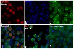Invitrogen&trade;&nbsp;Goat anti-Human IgM Cross-Adsorbed Secondary Antibody, DyLight&trade; 650