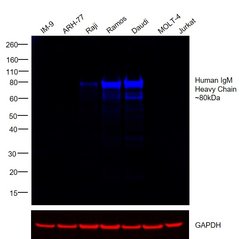 Invitrogen Goat anti-Human IgM Cross-Adsorbed Secondary Antibody, DyLight 650 500 &mu;g | Buy Online | Invitrogen&trade; | Fisher Scientific
