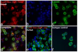 Invitrogen Goat anti-Human IgM Cross-Adsorbed Secondary Antibody, DyLight