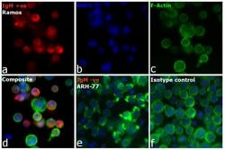 Invitrogen Goat anti-Human IgM Cross-Adsorbed Secondary Antibody, DyLight