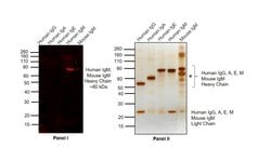 Invitrogen Goat anti-Human IgM Cross-Adsorbed Secondary Antibody, DyLight