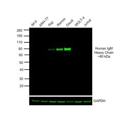 Invitrogen&trade;&nbsp;Goat anti-Human IgM Cross-Adsorbed Secondary Antibody, DyLight&trade; 800