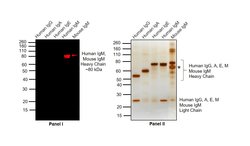 Invitrogen Goat anti-Human IgM Cross-Adsorbed Secondary Antibody, DyLight 800 500 &mu;g | Buy Online | Invitrogen&trade; | Fisher Scientific