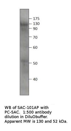 Soluble Adenylate Cyclase 1 Rabbit anti-Human, Mouse, Rat, Polyclonal,