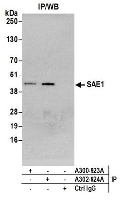 SAE1 Rabbit anti-Human, Polyclonal, Bethyl Laboratories 100 &mu;L; Unconjugated:Antibodies,
