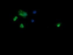 SAE1 Monoclonal Antibody (OTI1G8), TrueMAB , OriGene 100 &mu;L; Unconjugated:Antibodies,
