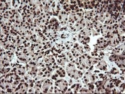 SAE1 Monoclonal Antibody (OTI1G8), TrueMAB , OriGene 100 &mu;L; Unconjugated:Antibodies,