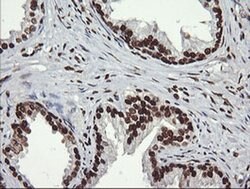 SAE1 Monoclonal Antibody (OTI1G8), TrueMAB , OriGene 100 &mu;L; Unconjugated:Antibodies,