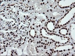 SAE1 Monoclonal Antibody (OTI1G8), TrueMAB , OriGene 100 &mu;L; Unconjugated:Antibodies,