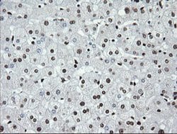 SAE1 Monoclonal Antibody (OTI1G8), TrueMAB , OriGene 100 &mu;L; Unconjugated:Antibodies,