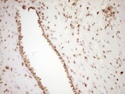 SAE1 Monoclonal Antibody (OTI6C7), TrueMAB , OriGene 30 &mu;L; Unconjugated:Anticuerpos