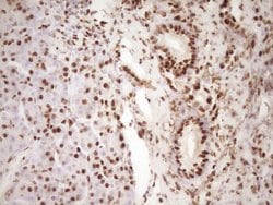 SAE1 Monoclonal Antibody (OTI6C7), TrueMAB , OriGene 30 &mu;L; Unconjugated:Anticuerpos