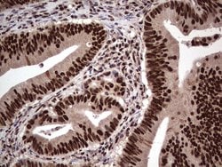 SAE1 Monoclonal Antibody (OTI6B11), TrueMAB , OriGene 30 &mu;L; Unconjugated:Antibodies,