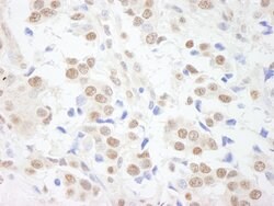 SAFB1 Rabbit anti-Human, Polyclonal, Bethyl Laboratories 100 &mu;L; Unconjugated:Antibodies,