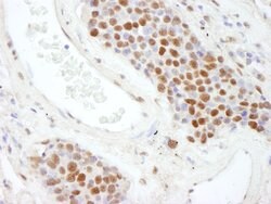 SAFB2 Rabbit anti-Human, Polyclonal, Bethyl Laboratories 100 &mu;L; Unconjugated:Antibodies,