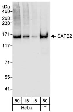 SAFB2 Rabbit anti-Human, Polyclonal, Bethyl Laboratories 100 &mu;L; Unconjugated:Antibodies,