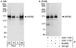 SAFB2 Rabbit anti-Human, Polyclonal, Bethyl Laboratories 100 &mu;L; Unconjugated:Antibodies,
