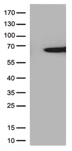 SAG Monoclonal Antibody (OTI7A12), TrueMAB , OriGene 100 &mu;L; Unconjugated:Antibodies,
