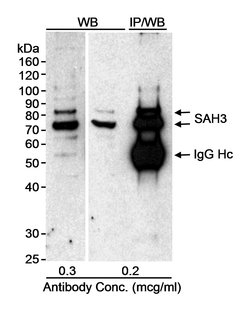 SAH3 Rabbit anti-Human, Polyclonal, Bethyl Laboratories 100 &mu;l; Unlabeled:Antibodies,