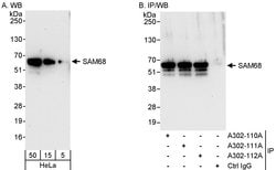 SAM68 Rabbit anti-Human, Polyclonal, Bethyl Laboratories 100 &mu;l; Unlabeled:Antibodies,