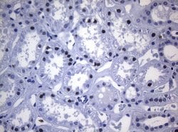 SAMD12 Monoclonal Antibody (OTI2G1), TrueMAB , OriGene 100 &mu;L; Unconjugated:Antibodies,