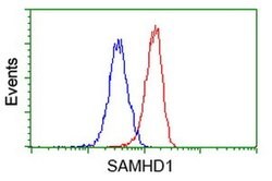 SAMHD1 Monoclonal Antibody (OTI2B5), TrueMAB , OriGene:Antibodies:Primary