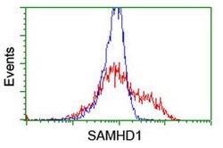 SAMHD1 Mouse anti-Canine, Human, Mouse, Rat, Clone: OTI1A1, lyophilized,