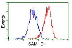 SAMHD1 Mouse anti-Canine, Human, Mouse, Rat, Clone: OTI1A1, lyophilized,