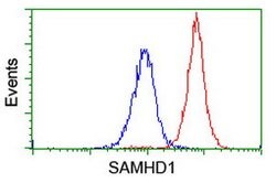 SAMHD1 Mouse anti-Canine, Human, Mouse, Rat, Clone: OTI1A1, lyophilized,