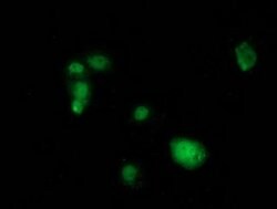SAMHD1 Mouse anti-Human, Clone: OTI3B9, lyophilized, TrueMAB 100 &mu;g;