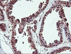 SAMHD1 Monoclonal Antibody (OTI2A5), TrueMAB , OriGene 100 &mu;L; Unconjugated:Antibodies,