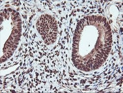 SAMHD1 Monoclonal Antibody (OTI2A5), TrueMAB , OriGene 100 &mu;L; Unconjugated:Antibodies,